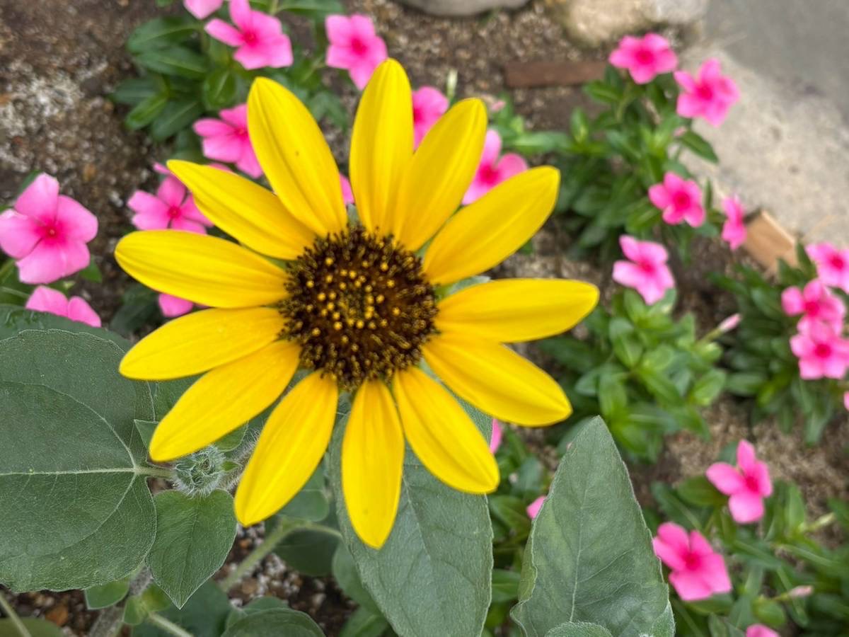 季節のお花